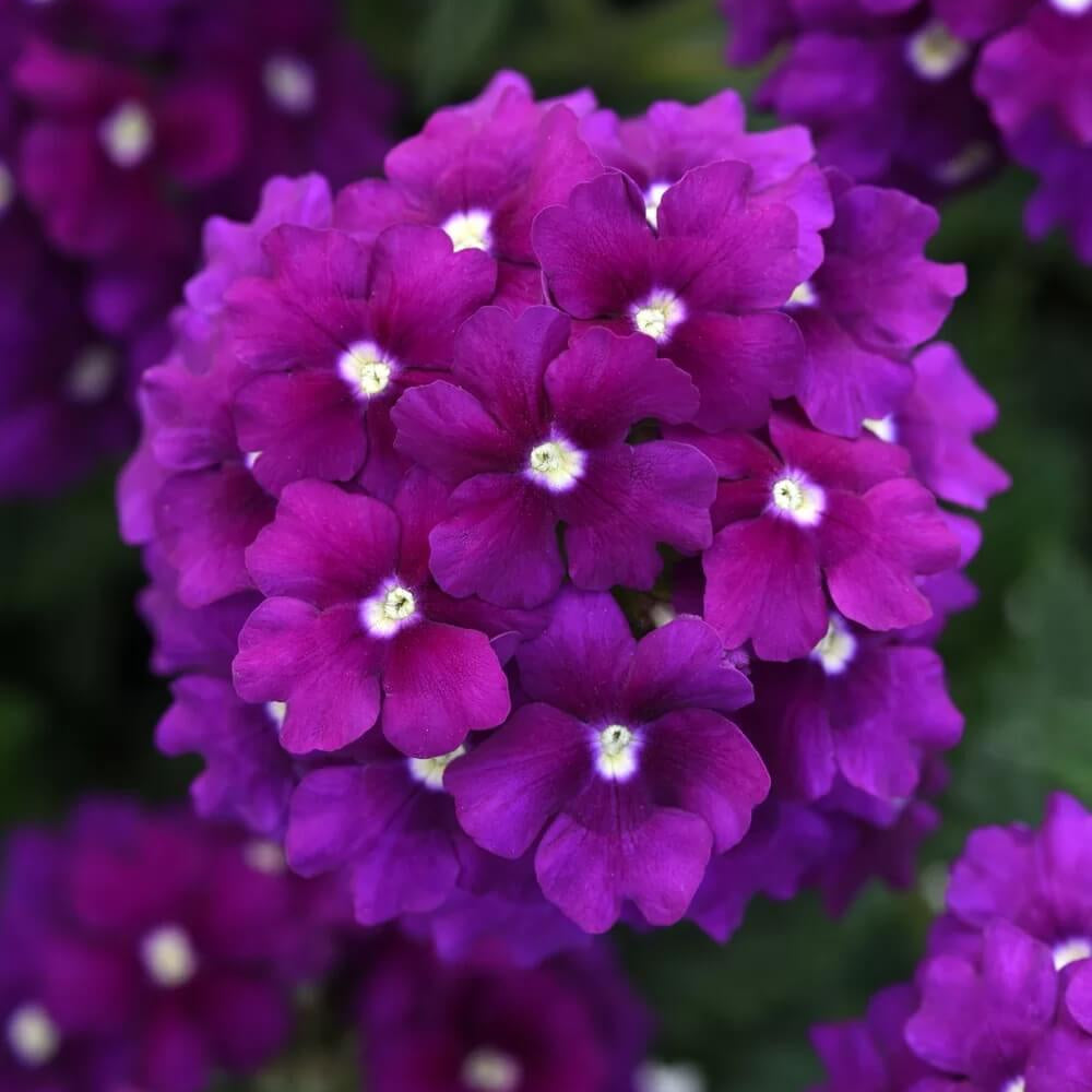 Verbena Seeds – Dark Purple