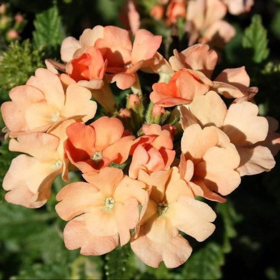 Verbena Seeds – Light Orange