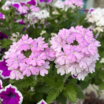 Verbena Flower Seeds – Light Pink