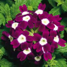 Verbena Seeds – Logro Burgundy