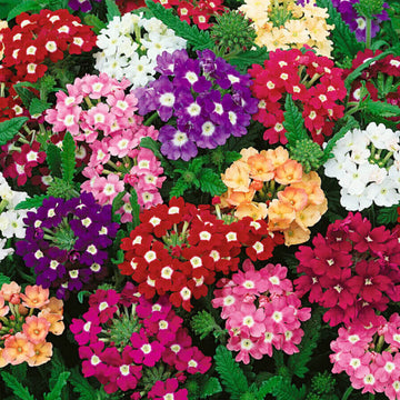 Verbena Seeds – Mixed Color