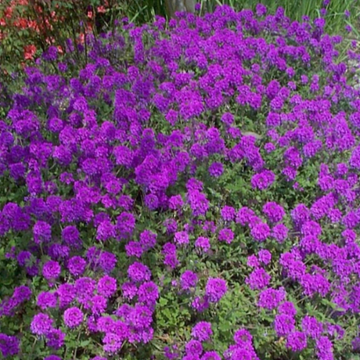 Verbena Seeds – Moss