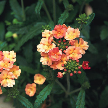 Verbena Seeds – Peaches and Cream