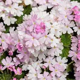 Verbena Seeds – Pink & White