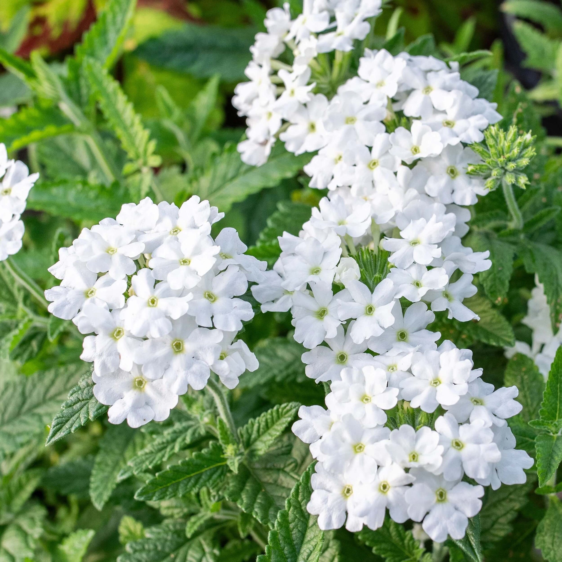 Verbena Seeds – Pure White