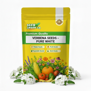Verbena Seeds – Pure White