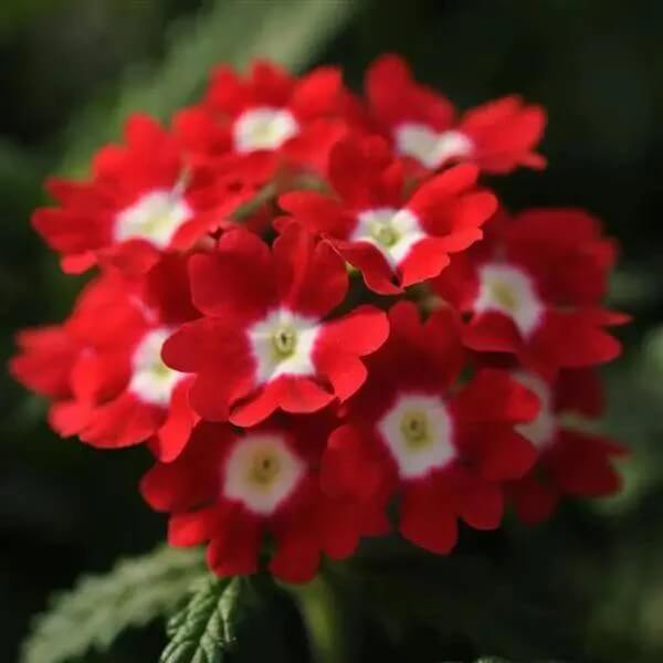 Verbena Seeds – Red White