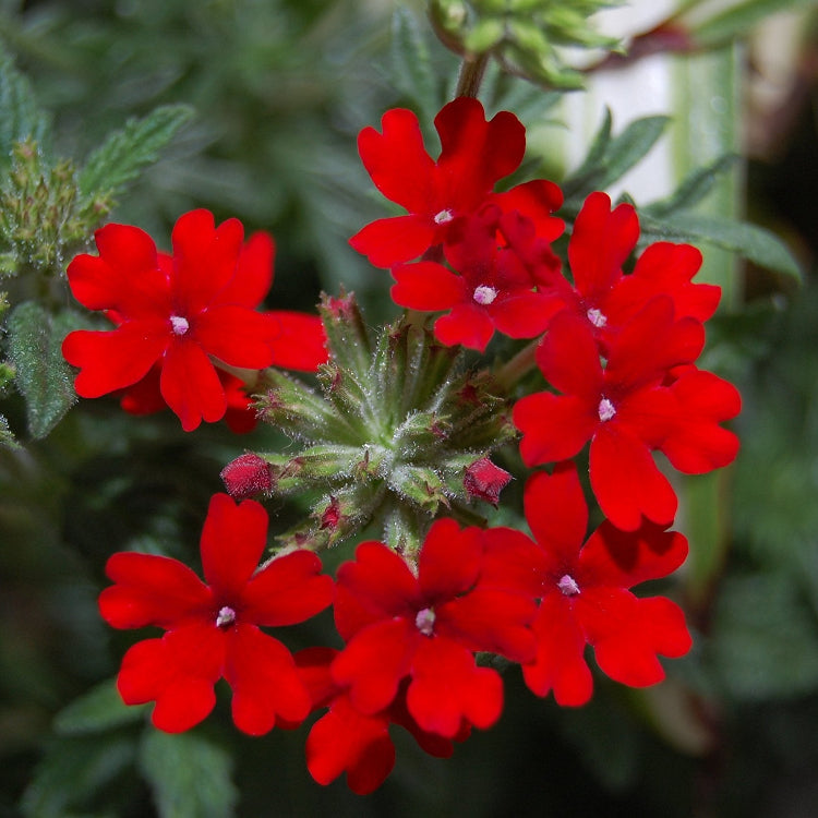 Verbena Seeds – Scarlet Red