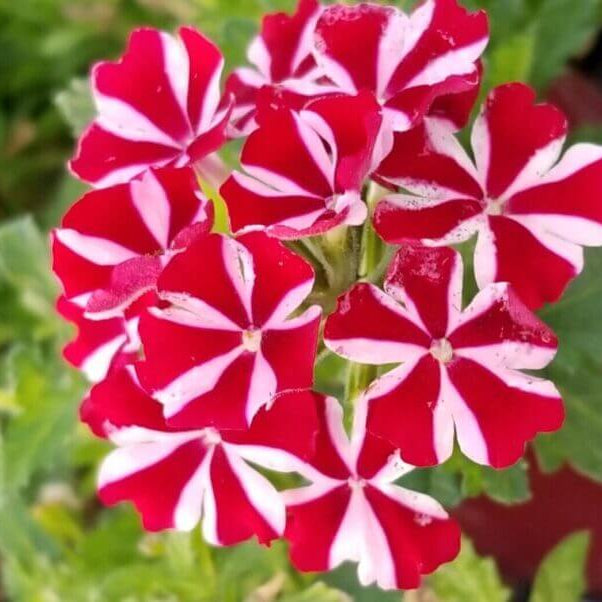 Verbena Seeds – Stripe