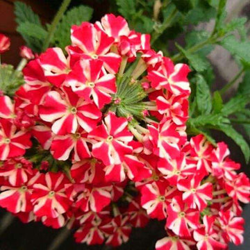 Verbena Seeds – Stripe