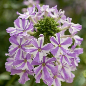 Verbena Seeds – White Purple