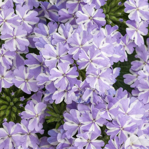 Verbena Seeds – White Purple