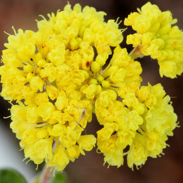 Verbena Seeds – Yellow
