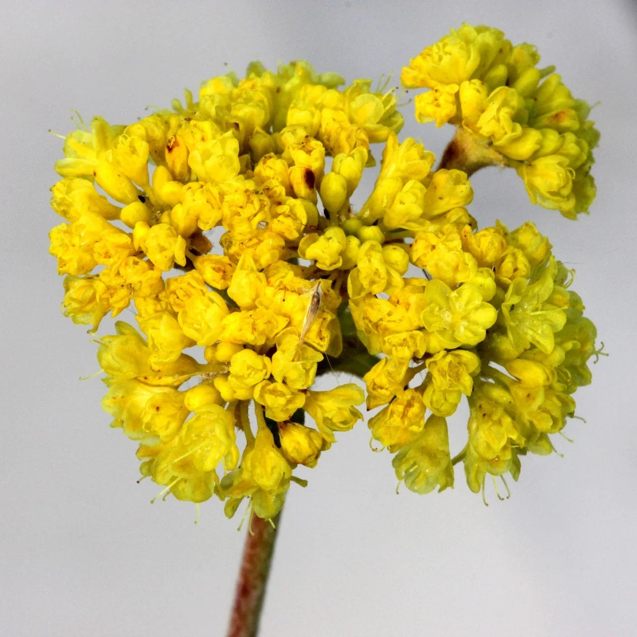 Verbena Seeds – Yellow
