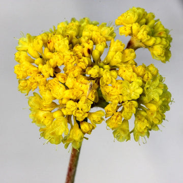 Verbena Seeds – Yellow