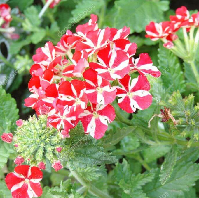 Verbena Seeds – Stripe