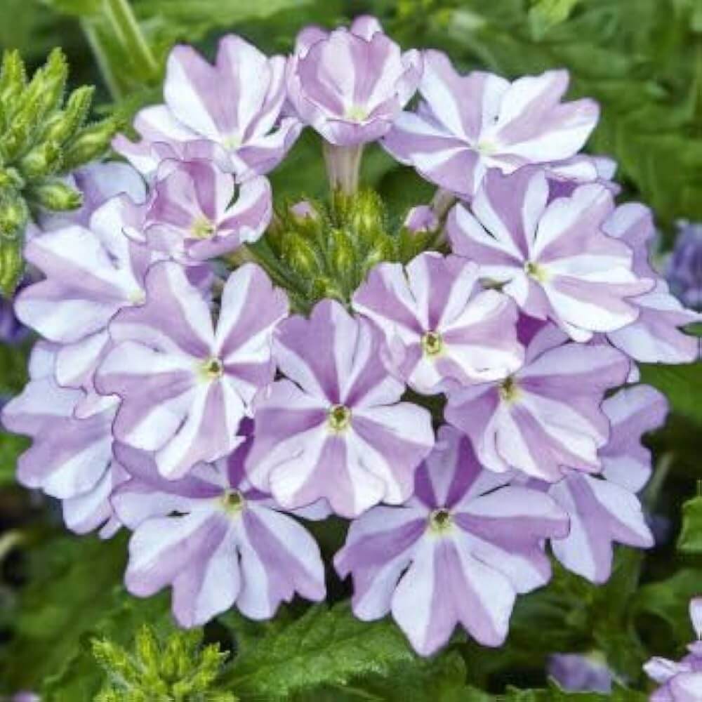Verbena Seeds – White Purple