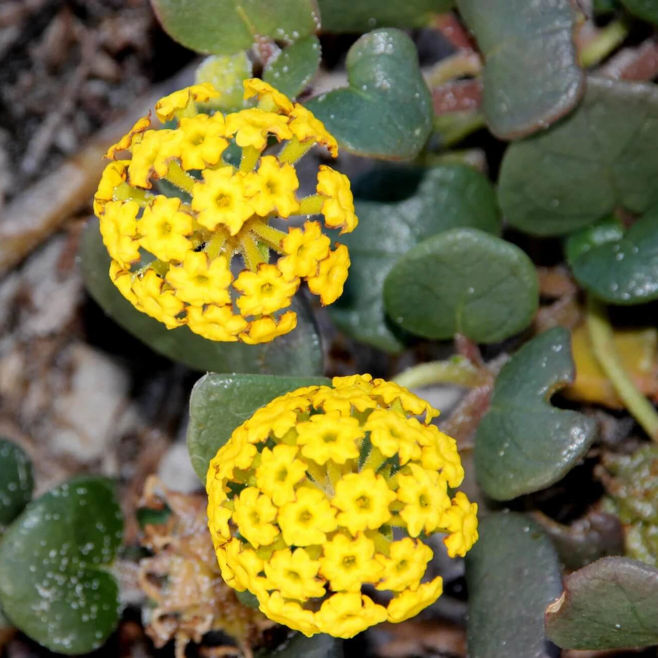 Verbena Seeds – Yellow