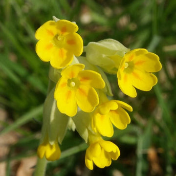 Veris Seeds – Wildflower Mix, Heirloom
