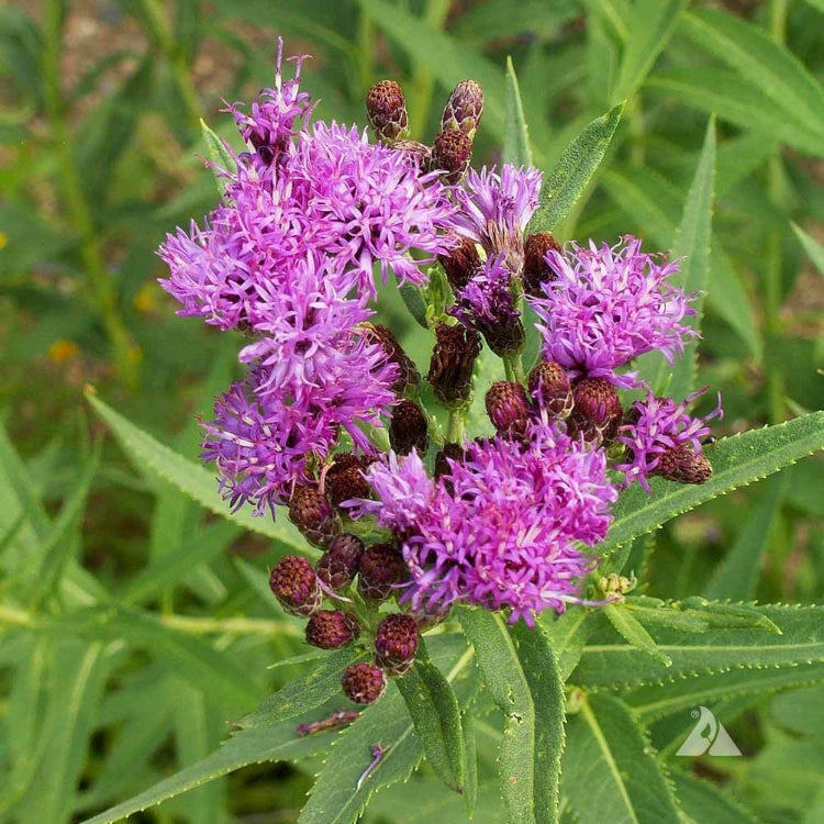Vernonia Fasciculata Seeds - Flower Plant