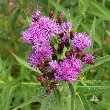 Vernonia Fasciculata Seeds - Flower Plant