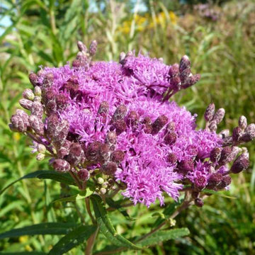 Vernonia Fasciculata Seeds - Flower Plant