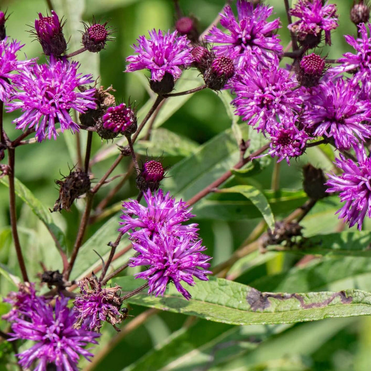 Vernonia Fasciculata Seeds - Flower Plant