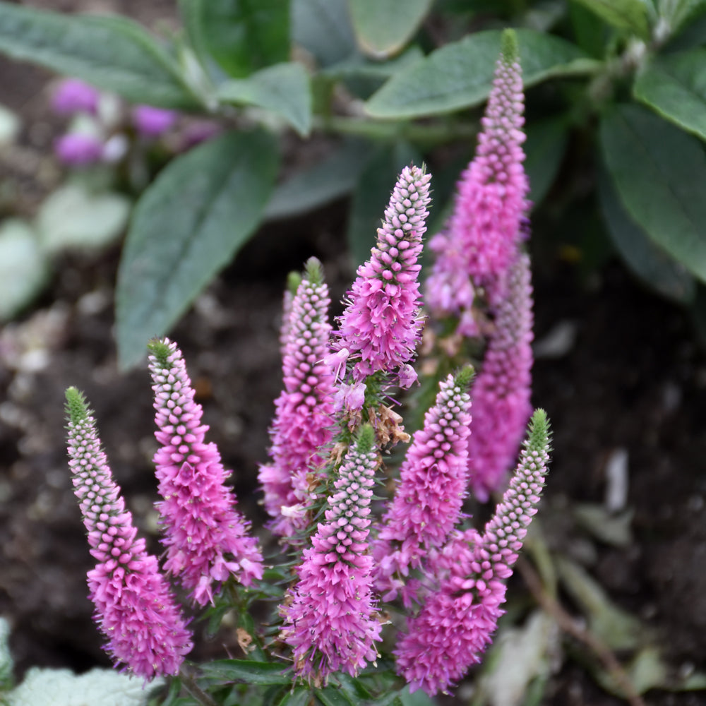 Veronica Seeds – Pink Potion