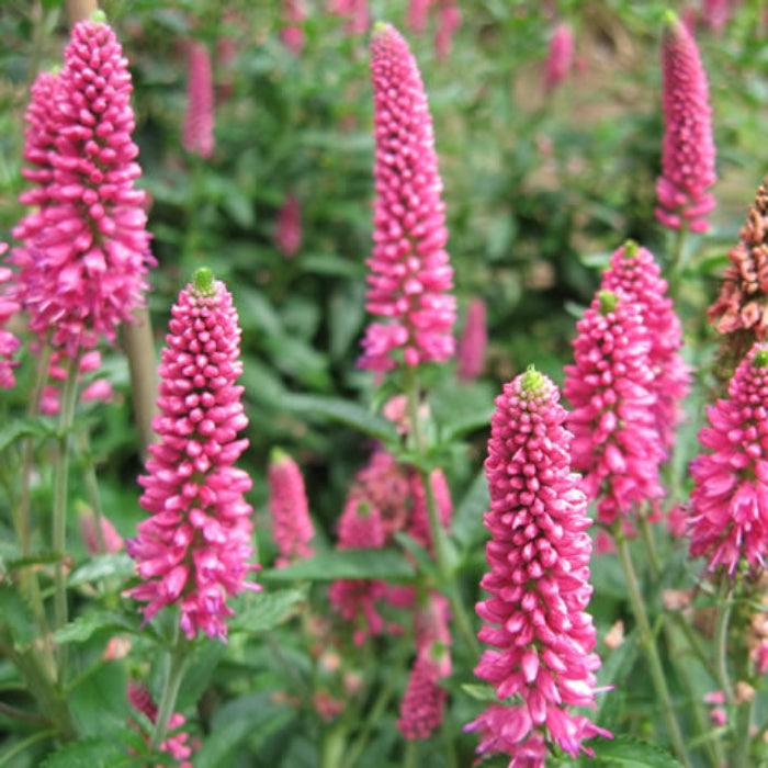 Veronica Seeds – Pink Potion