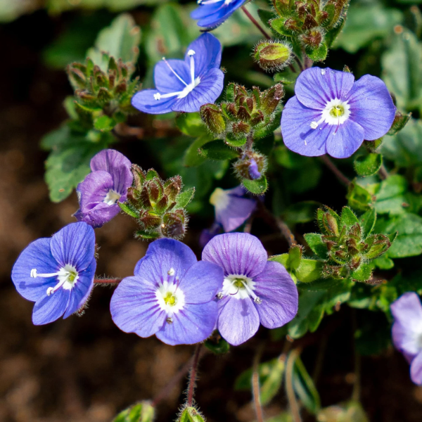 Creeping Speedwell Veronica Repens Seeds | Groundcover Flower