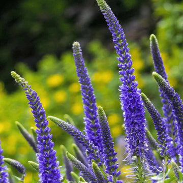 Veronica Seeds – Speedwell