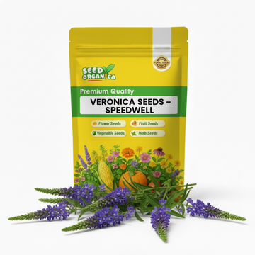 Veronica Seeds – Speedwell