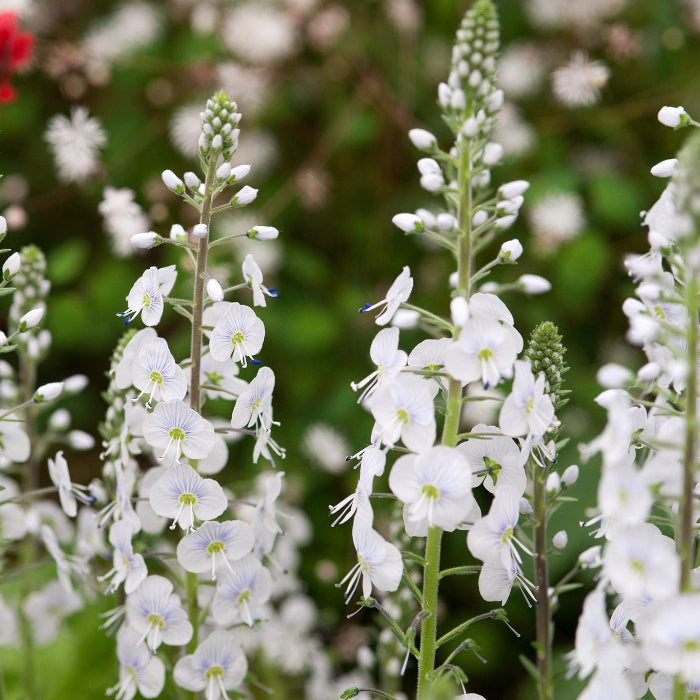 Veronica Seeds – White Speedwell
