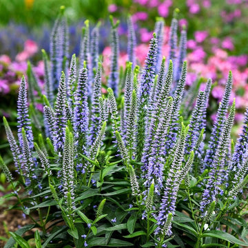 Veronica Seeds – Speedwell