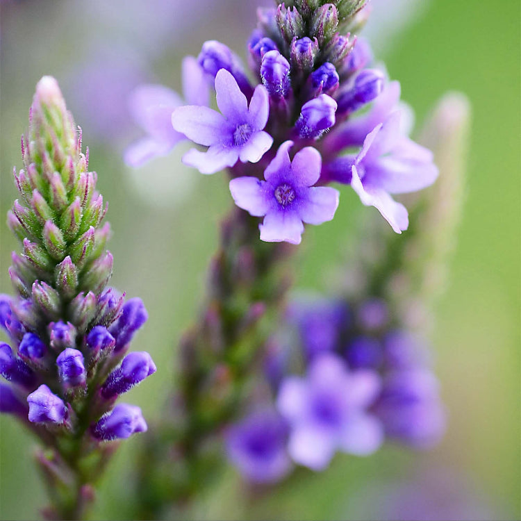 Vervain Seeds – Blue Heirloom
