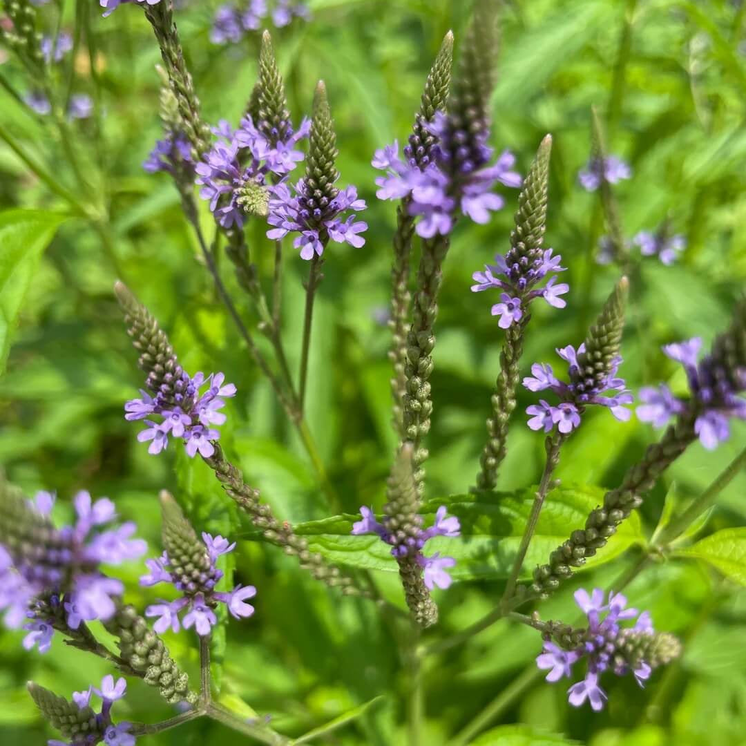 Vervain Seeds – Blue Heirloom
