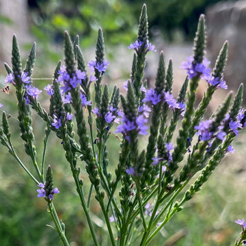 Vervain Seeds – Hardy Heirloom