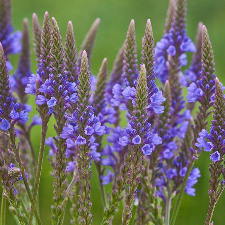 Vervain Seeds – Hardy Heirloom
