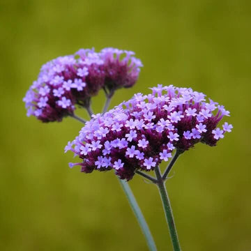 Vervain Seeds – Purple Heirloom