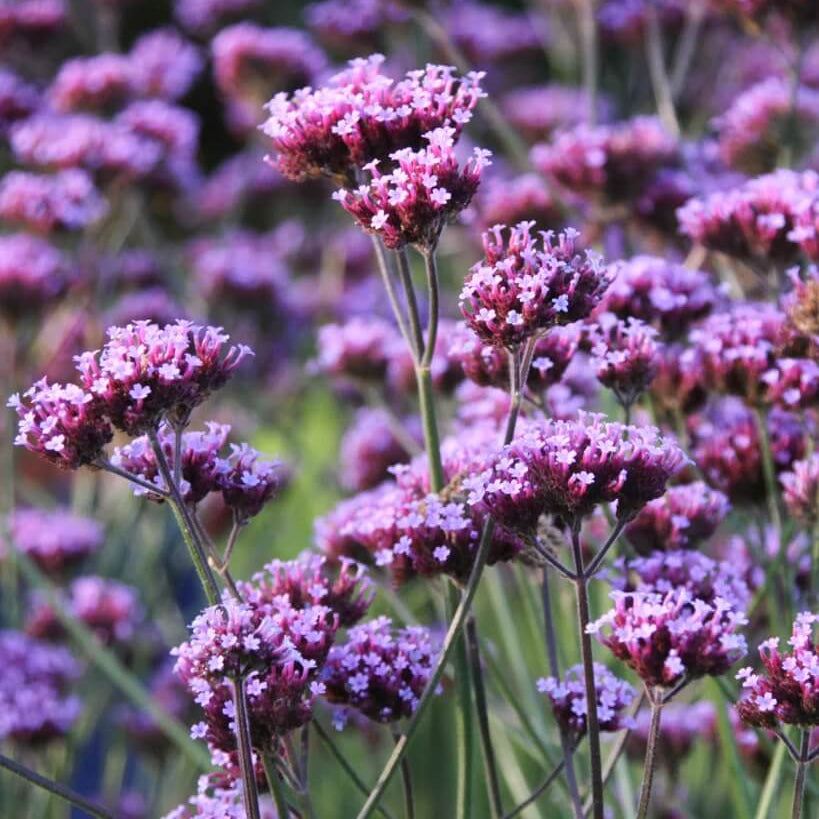 Vervain Seeds – Purple Heirloom