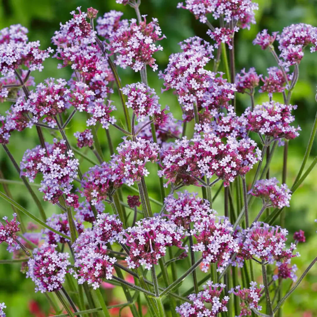 Vervain Seeds