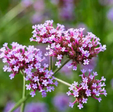 Vervain Seeds