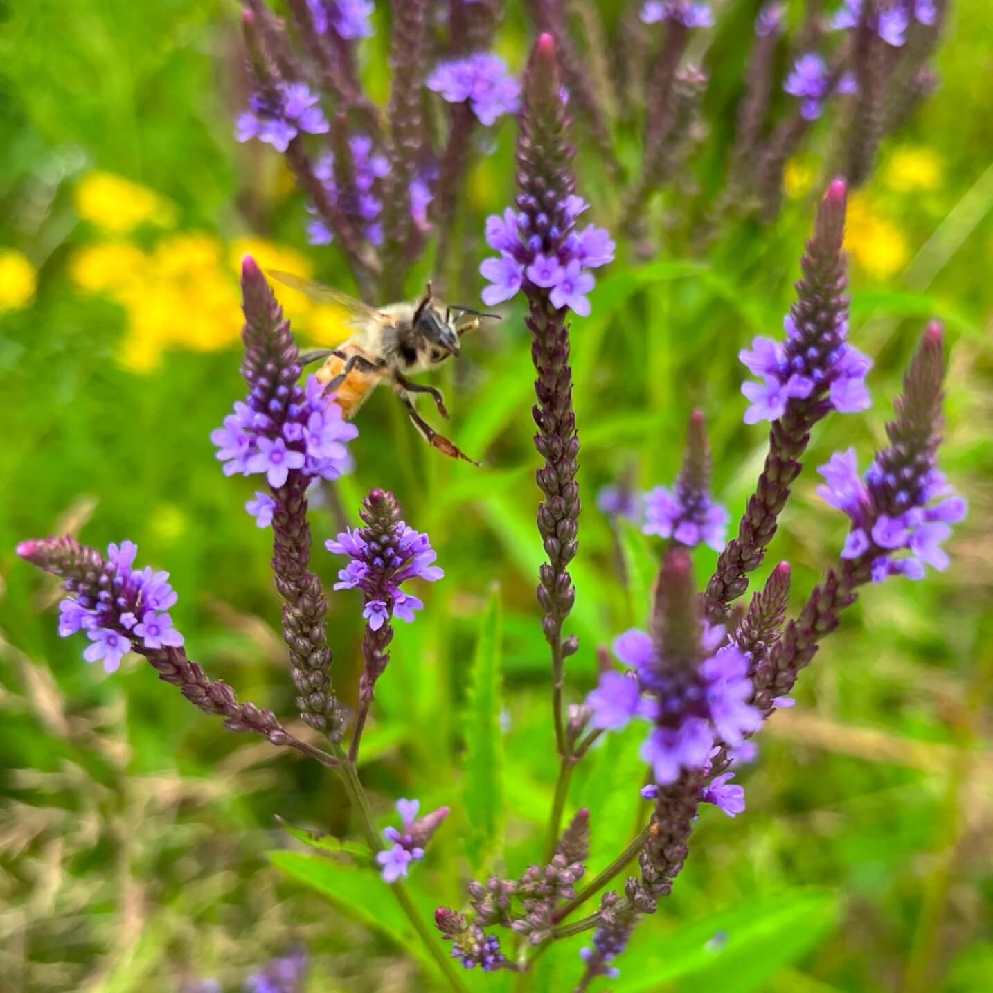 Vervain Seeds – Blue Heirloom
