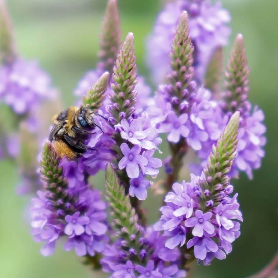 Vervain Seeds – Hardy Heirloom