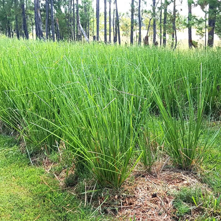Vetiver Plant Seeds - Flower Plant
