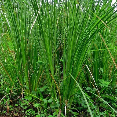 Vetiver Plant Seeds - Flower Plant
