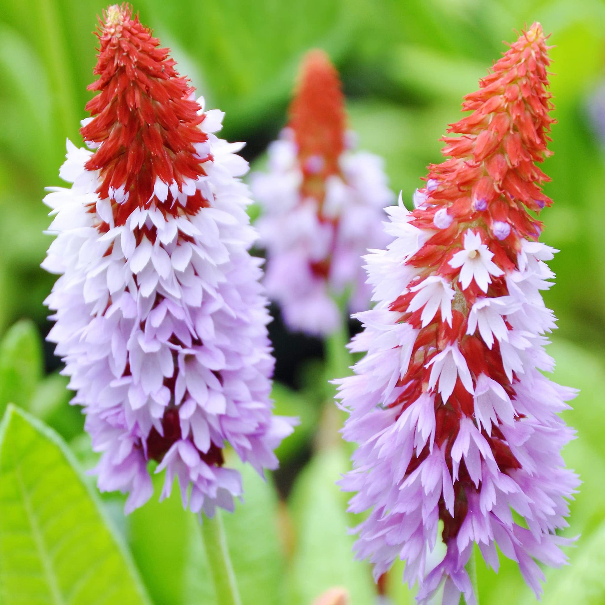 Vialii Primula Seeds 