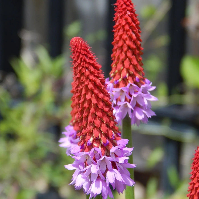 Vialii Primula Seeds 