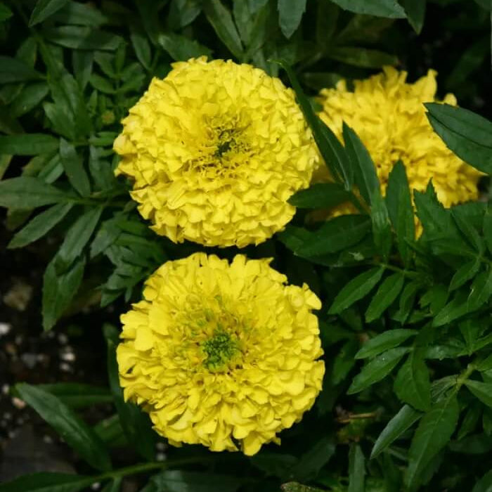 Vibrant Bloom Collection Seeds