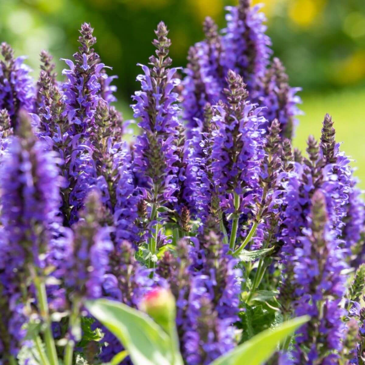 Vibrant Bloom Collection Seeds